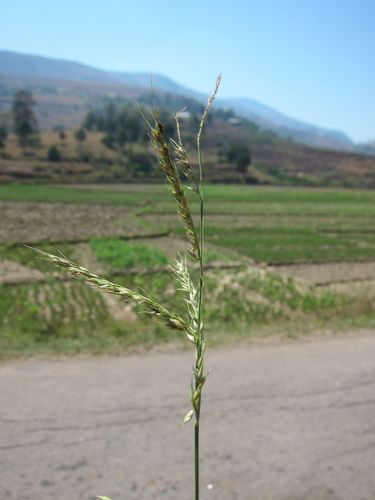 Burgu (Echinochloa stagnina) · iNaturalist