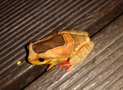 Trachycephalus coriaceus