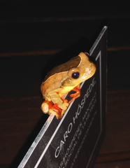 Trachycephalus coriaceus