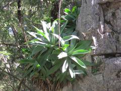 Agave mitis