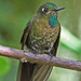Tyrian Metaltail - Photo (c) Jerry Oldenettel, some rights reserved (CC BY-NC-SA)