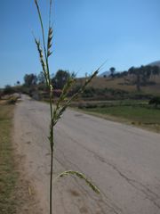 Echinochloa stagnina image