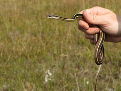 Thamnophis saurita septentrionalis