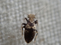 Pteroxanium kelloggi
