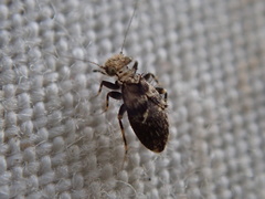 Pteroxanium kelloggi