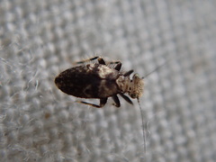 Pteroxanium kelloggi