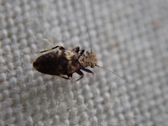 Pteroxanium kelloggi