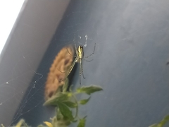 Leucauge argyra