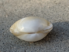Kellia laperousii