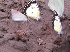 Belenois creona creona