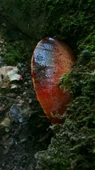 Fungi