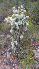 Crassula arborescens