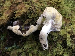 Tricholoma sejunctum