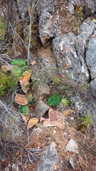 Lichtensteinia latifolia