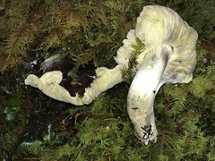 Tricholoma sejunctum