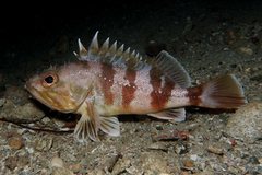 Helicolenus percoides