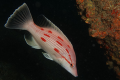 Bodianus unimaculatus