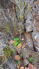 Lichtensteinia latifolia