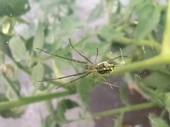 Leucauge argyra