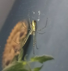 Leucauge argyra