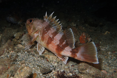 Helicolenus percoides