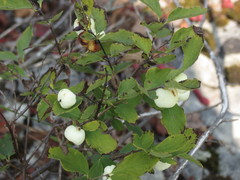 Symphoricarpos albus albus