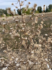 Dittrichia graveolens