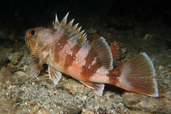 Helicolenus percoides