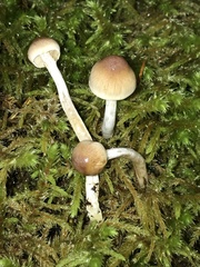 Inocybe mixtilis