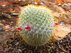 Mammillaria dixanthocentron