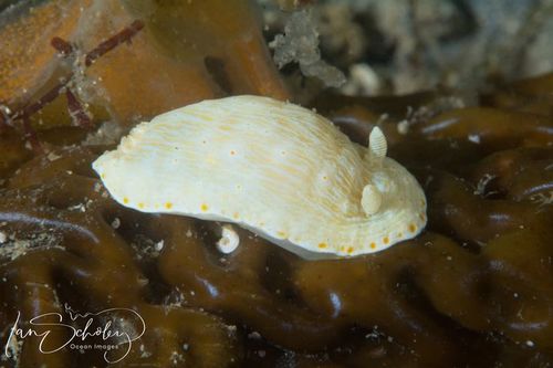 Goniobranchus epicurius (Basedow & Hedley, 1905)