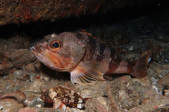 Helicolenus percoides