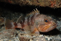 Helicolenus percoides