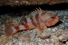 Helicolenus percoides