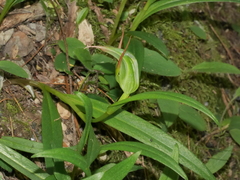 Pterostylis auriculata
