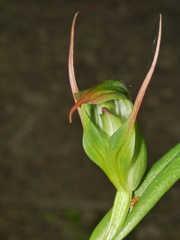 Pterostylis auriculata