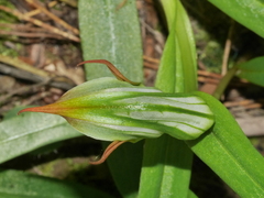 Pterostylis auriculata