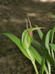 Pterostylis auriculata