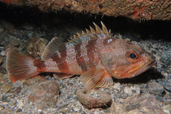 Helicolenus percoides