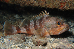 Helicolenus percoides