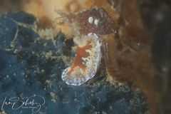 Chromodoris alternata