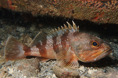 Helicolenus percoides