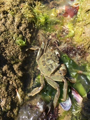 Cyrtograpsus angulatus