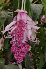 Medinilla magnifica