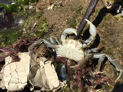 Cyrtograpsus angulatus