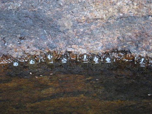 bourgat's Madagascar Frog, Mantidactylus bourgati