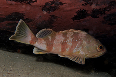 Helicolenus percoides