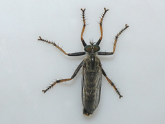 Neomochtherus geniculatus