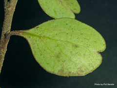 Myrsine aquilonia