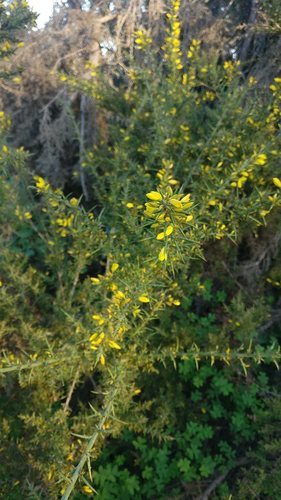 Ulex australis (Ulex australis)